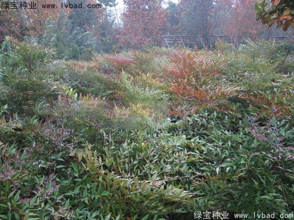 <a href='https://www.lvbad.com/linmuzhongzi/1772.html' target='_blank'>南天竹种子</a> <a href='https://www.lvbad.com/linmuzhongzi/1772.html' target='_blank'>南天竹种子</a>