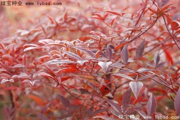 <a href='https://www.lvbad.com/linmuzhongzi/1772.html' target='_blank'>南天竹种子</a> <a href='https://www.lvbad.com/linmuzhongzi/1772.html' target='_blank'>南天竹</a><a href='https://www.lvbad.com/' target='_blank'>种子</a>