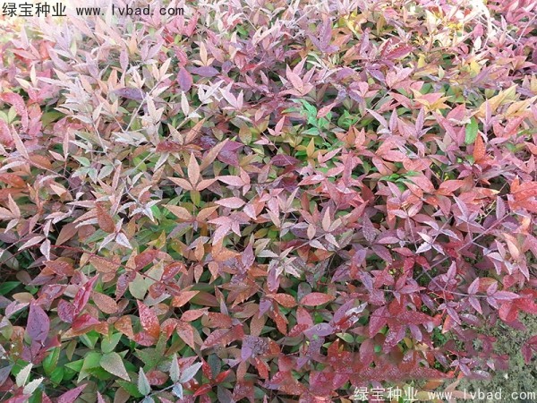 南天竹<a href='https://www.lvbad.com/' target='_blank'>种子</a> 南天竹种子