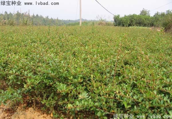 <a href='https://www.lvbad.com/linmuzhongzi/1773.html' target='_blank'>火棘</a><a href='https://www.lvbad.com/' target='_blank'>种子</a>