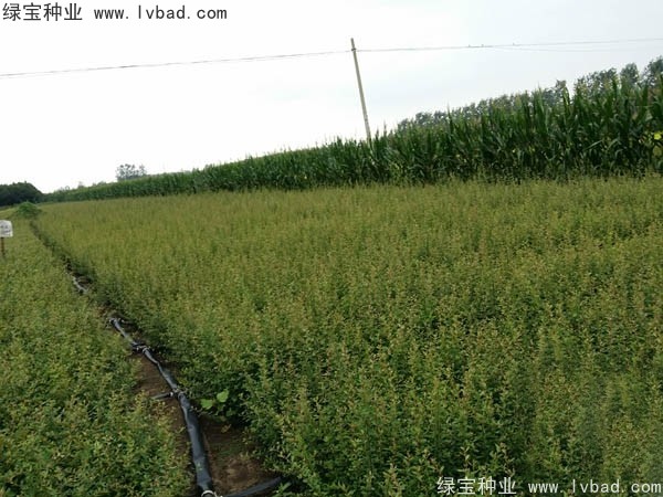 火棘<a href='https://www.lvbad.com/' target='_blank'>种子</a>