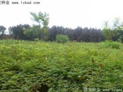 珍珠梅种子