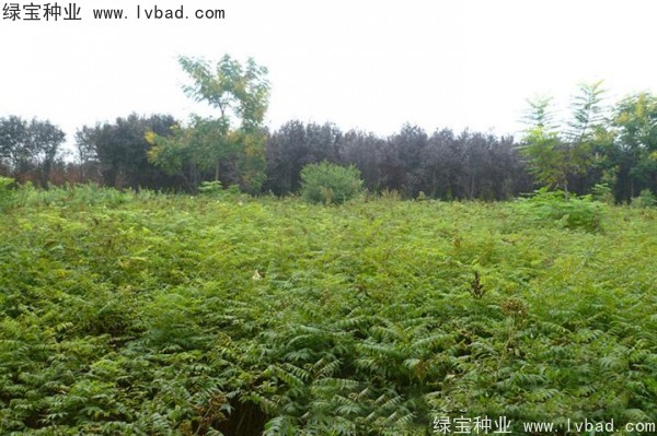<a href='https://www.lvbad.com/linmuzhongzi/1775.html' target='_blank'>珍珠梅种子</a>