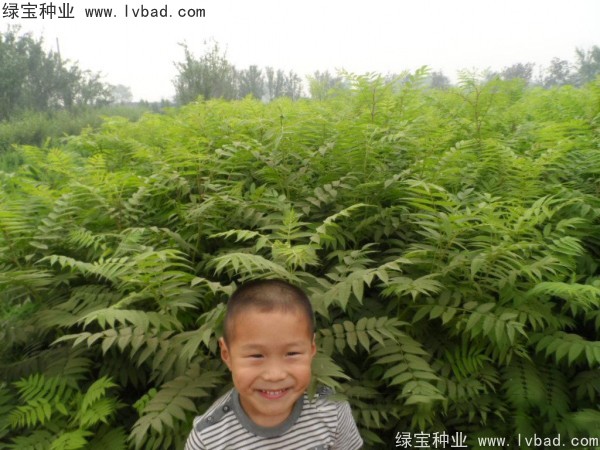 <a href='https://www.lvbad.com/linmuzhongzi/1775.html' target='_blank'>珍珠梅</a><a href='https://www.lvbad.com/' target='_blank'>种子</a>