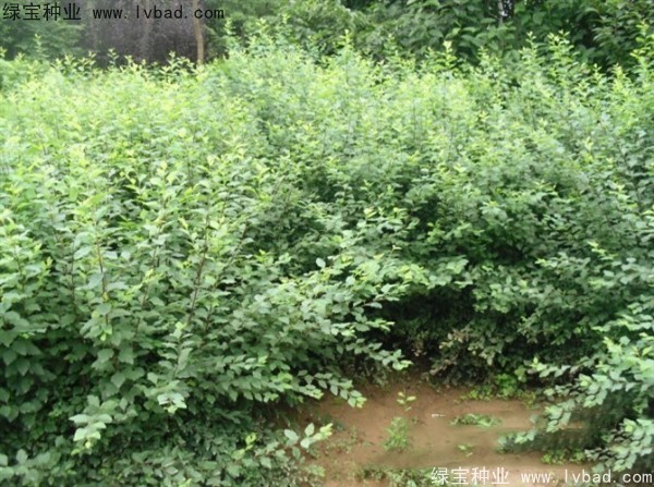珍珠梅<a href='https://www.lvbad.com/' target='_blank'>种子</a>
