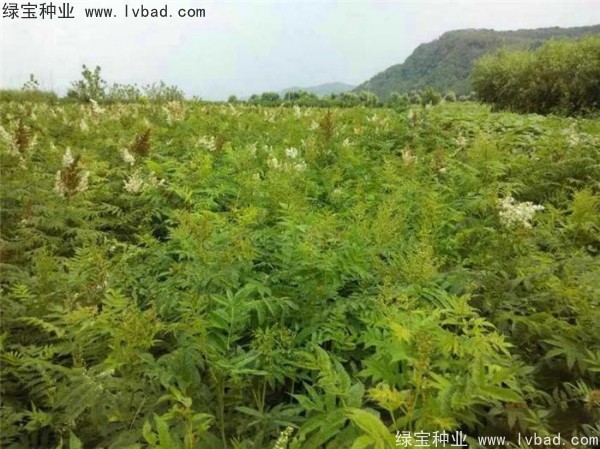 <a href='https://www.lvbad.com/linmuzhongzi/1775.html' target='_blank'>珍珠梅种子</a>