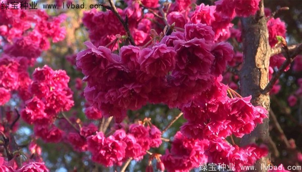 樱花<a href='https://www.lvbad.com/' target='_blank'>种子</a>
