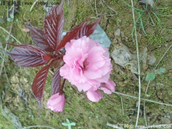 <a href='https://www.lvbad.com/linmuzhongzi/1777.html' target='_blank'>樱花种子</a>