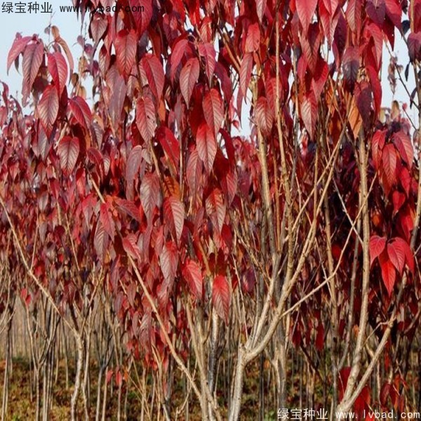 樱花<a href='https://www.lvbad.com/' target='_blank'>种子</a>