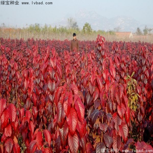 樱花<a href='https://www.lvbad.com/' target='_blank'>种子</a>
