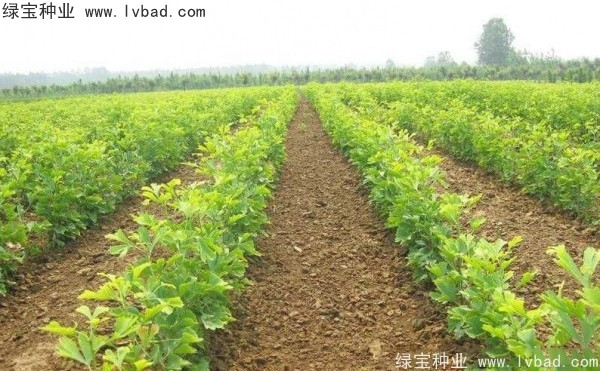 <a href='https://www.lvbad.com/linmuzhongzi/1778.html' target='_blank'>银杏种子</a>