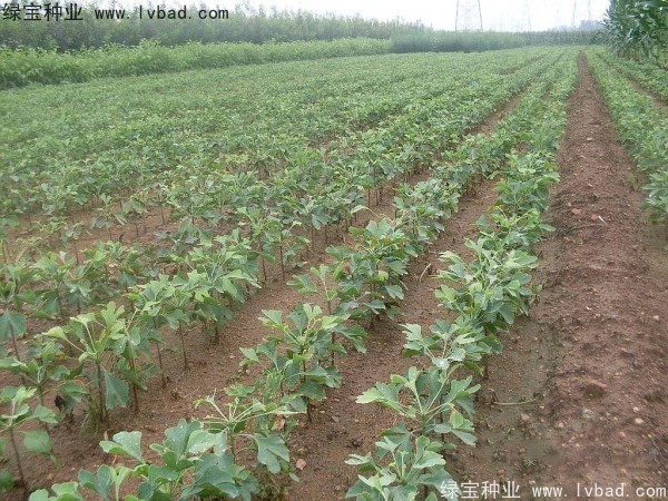 银杏<a href='https://www.lvbad.com/' target='_blank'>种子</a>