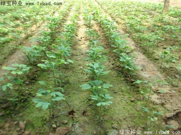 <a href='https://www.lvbad.com/linmuzhongzi/1778.html' target='_blank'>银杏种子</a>