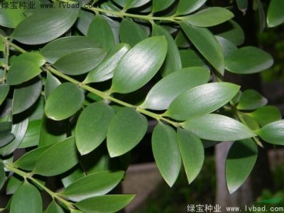 竹柏种子