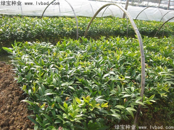 <a href='https://www.lvbad.com/linmuzhongzi/1779.html' target='_blank'>竹柏种子</a>