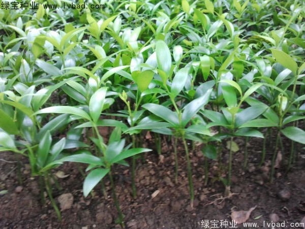竹柏<a href='https://www.lvbad.com/' target='_blank'>种子</a>