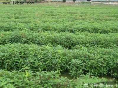 香樟树
