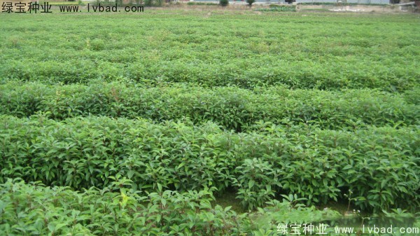 香樟树<a href='https://www.lvbad.com/' target='_blank'>种子</a>