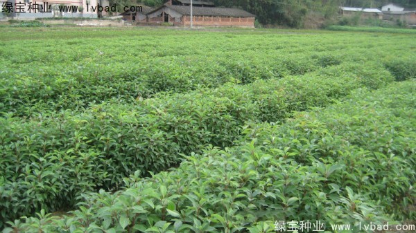 香樟树种子