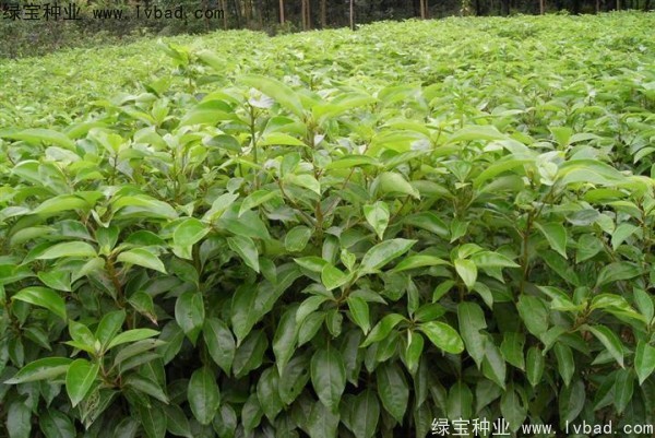香樟树种子