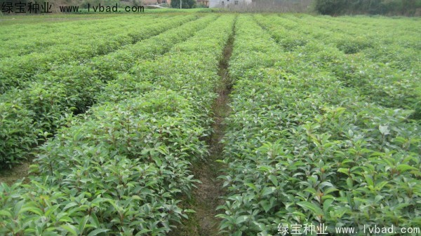 香樟树种子