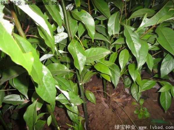 香樟树种子