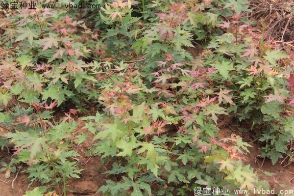<a href='https://www.lvbad.com/linmuzhongzi/1781.html' target='_blank'>五角枫种子</a>