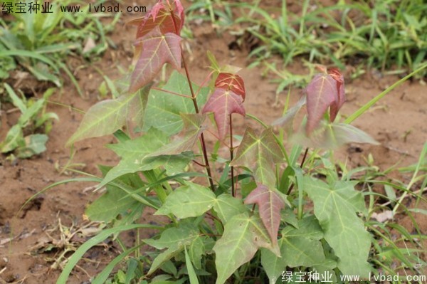 <a href='https://www.lvbad.com/linmuzhongzi/1781.html' target='_blank'>五角枫种子</a>