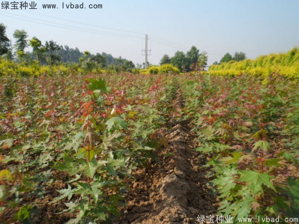 五角枫<a href='https://www.lvbad.com/' target='_blank'>种子</a>