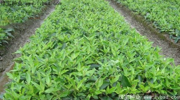 金银木<a href='https://www.lvbad.com/' target='_blank'>种子</a>