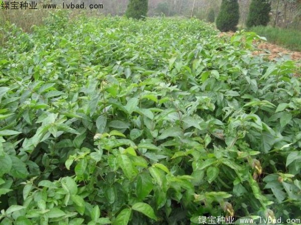 金银木<a href='https://www.lvbad.com/' target='_blank'>种子</a>