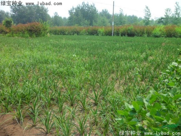剑麻<a href='https://www.lvbad.com/' target='_blank'>种子</a> 剑麻<a href='https://www.lvbad.com/' target='_blank'>种子</a>