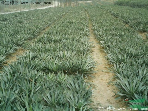 <a href='https://www.lvbad.com/linmuzhongzi/1783.html' target='_blank'>剑麻种子</a> <a href='https://www.lvbad.com/linmuzhongzi/1783.html' target='_blank'>剑麻种子</a>