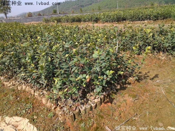 红花<a href='https://www.lvbad.com/linmuzhongzi/2252.html' target='_blank'>油茶种子</a>