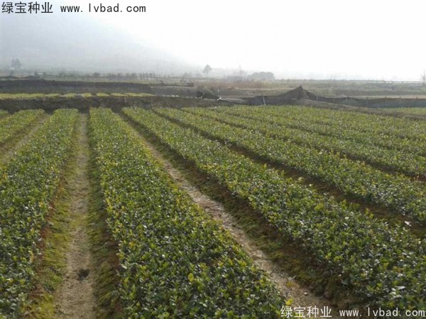 <a href='https://www.lvbad.com/linmuzhongzi/1784.html' target='_blank'>红花油茶种子</a>
