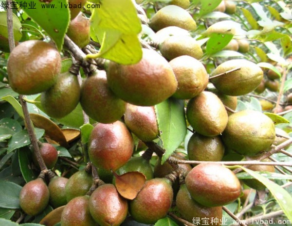 <a href='https://www.lvbad.com/linmuzhongzi/1784.html' target='_blank'>红花油茶</a><a href='https://www.lvbad.com/' target='_blank'>种子</a>