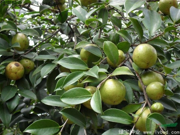 <a href='https://www.lvbad.com/linmuzhongzi/1784.html' target='_blank'>红花油茶</a>种子