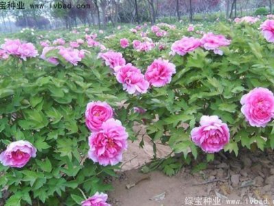 牡丹种子
