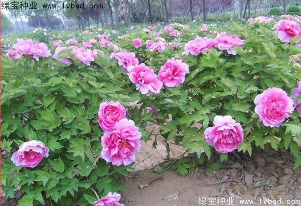 <a href='https://www.lvbad.com/linmuzhongzi/1785.html' target='_blank'>牡丹种子</a> <a href='https://www.lvbad.com/linmuzhongzi/1785.html' target='_blank'>牡丹种子</a>