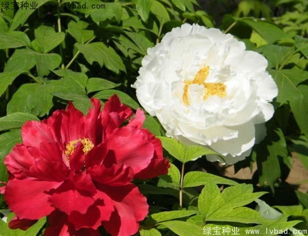 牡丹<a href='https://www.lvbad.com/' target='_blank'>种子</a> 牡丹<a href='https://www.lvbad.com/' target='_blank'>种子</a>