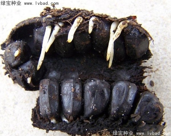 牡丹种子 牡丹种子