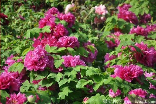 <a href='https://www.lvbad.com/linmuzhongzi/1785.html' target='_blank'>牡丹种子</a> <a href='https://www.lvbad.com/linmuzhongzi/1785.html' target='_blank'>牡丹种子</a>