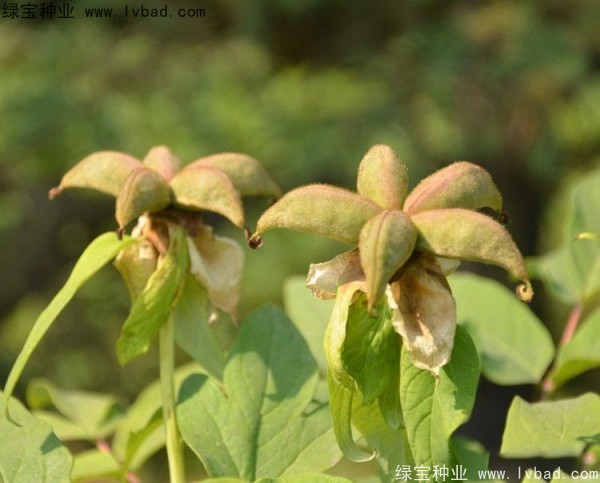 牡丹<a href='https://www.lvbad.com/' target='_blank'>种子</a> 牡丹<a href='https://www.lvbad.com/' target='_blank'>种子</a>