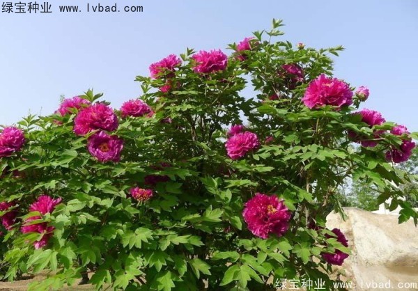 <a href='https://www.lvbad.com/linmuzhongzi/1785.html' target='_blank'>牡丹种子</a> <a href='https://www.lvbad.com/linmuzhongzi/1785.html' target='_blank'>牡丹种子</a>