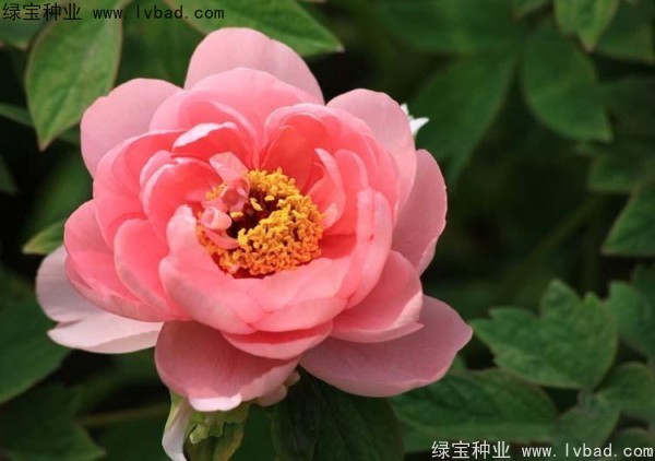 牡丹<a href='https://www.lvbad.com/' target='_blank'>种子</a> 牡丹<a href='https://www.lvbad.com/' target='_blank'>种子</a>