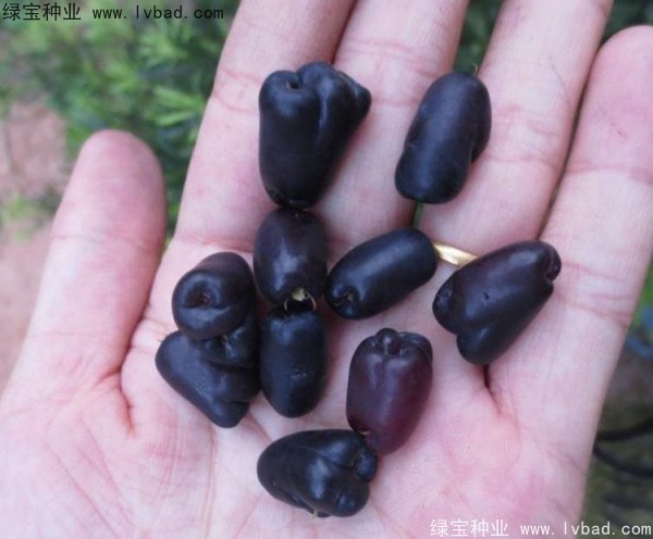 罗汉松种子