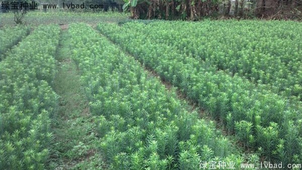 <a href='https://www.lvbad.com/linmuzhongzi/1786.html' target='_blank'>罗汉松种子</a>