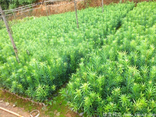 罗汉松<a href='https://www.lvbad.com/' target='_blank'>种子</a>