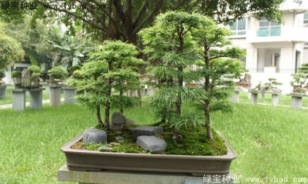 <a href='https://www.lvbad.com/linmuzhongzi/1788.html' target='_blank'>金钱松种子</a>