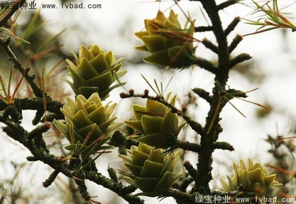 金钱松<a href='https://www.lvbad.com/' target='_blank'>种子</a>